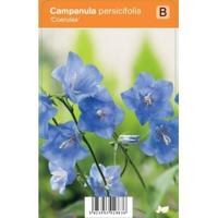 Klokjesbloem (campanula persicifolia "Coerulea") zomerbloeier - 12 stuks - thumbnail