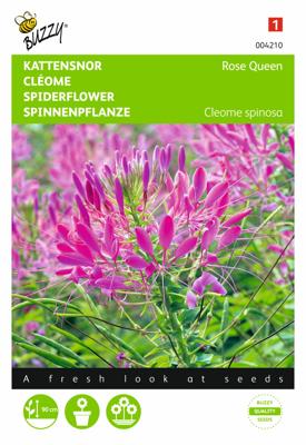 Cleome, Kattensnor Rose Queen