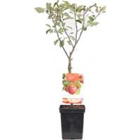 Appelboom (Malus Domestica "Cox's Orange") fruitbomen - thumbnail