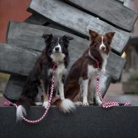 Hondenriem Trixie L Grijs - thumbnail
