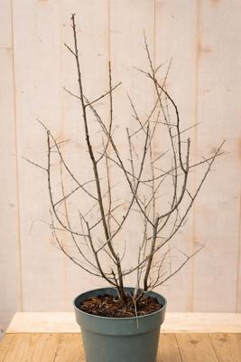 Duindoorn vrouwelijk Hippophae rhamnoides Leikora 110 cm Warentuin Natuurlijk - Warentuin natuurlijk