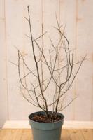 Duindoorn vrouwelijk Hippophae rhamnoides Leikora 110 cm Warentuin Natuurlijk - Warentuin natuurlijk - thumbnail