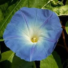Klimmende Winde bloemzaden - Pronkwinde Heavenly Blue