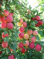 Victoria pruim - thumbnail