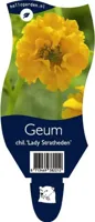 Geum chiloense Lady Stratheden vaste plant Griffioen - Griffioen - thumbnail