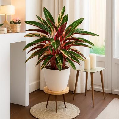 Calathea Triostar (Stromanthe Sanguinea) - P 19 cm Calathea Triostar (Stromanthe Sanguinea) - P 19 cm