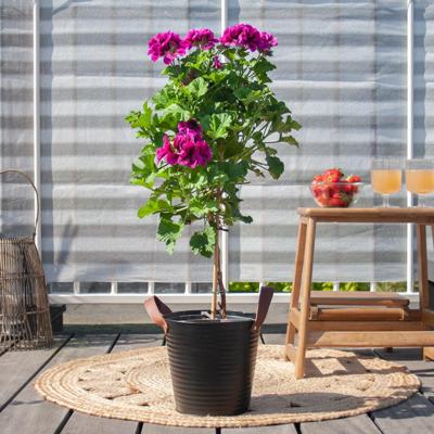 Pelargonium op stam - P19 Pelargonium op stam - P19