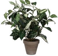 Cordyline h35 d25 cm groen in pot Stan d11,5 cm grey Mica Decorations Edelman - E-Retail - Mica decorations - thumbnail
