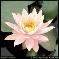 Zalmroze waterlelie (Nymphaea Colorado) waterlelie (6-stuks) - thumbnail