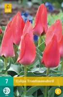 Tulipa Trauttmansdorff JUB, 7 bloembollen - Jub - thumbnail