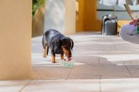 VIRBAC Vet Aquadent FR3SH - tandheelkundige oplossing voor mondhygiëne bij honden en katten - 250ml - thumbnail