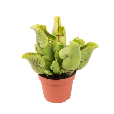 Sarracenia Purpurea Venosa (vleesetende plant) P 12 cm Sarracenia Purpurea Venosa (vleesetende plant) P 12 cm