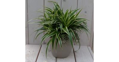 Chlorophytum in taupe pot 25 cm Warentuin Natuurlijk - Warentuin natuurlijk