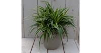 Chlorophytum in taupe pot 25 cm Warentuin Natuurlijk - Warentuin natuurlijk - thumbnail