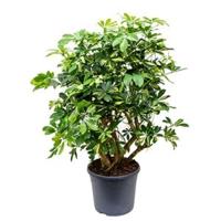 Schefflera gold capella vertakt kamerplant - thumbnail