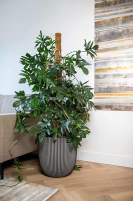 Capi nature groove nl bol bloempot 43x41 cm zwart goud - thumbnail