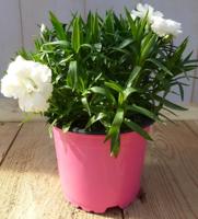 3 stuks! Anjer Dianthus wit Warentuin Natuurlijk - Warentuin natuurlijk - thumbnail