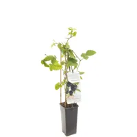 Braam (rubus fruticosus "Chester Thornless") fruitplanten - thumbnail