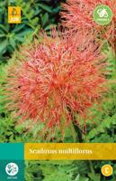 Scadoxus multiflorus - thumbnail