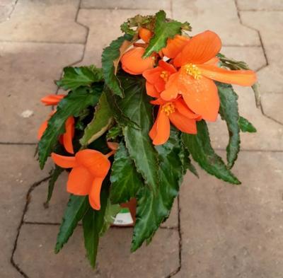 3 stuks! Perkplant Hangbegonia Pelargonium eenjarige plant Rood Warentuin Natuurlijk - Warentuin natuurlijk