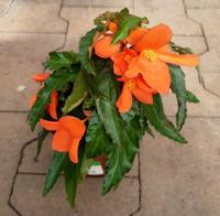 3 stuks! Perkplant Hangbegonia Pelargonium eenjarige plant Rood Warentuin Natuurlijk - Warentuin natuurlijk - thumbnail