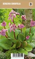Schoenlappersplant (bergenia cordifolia) voorjaarsbloeier - 12 stuks - thumbnail