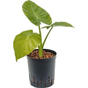 Alocasia calidora hydrocultuur plant Alocasia calidora hydrocultuur plant
