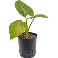 Alocasia calidora hydrocultuur plant - thumbnail