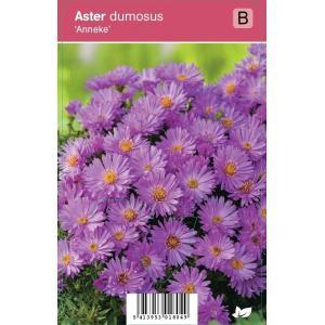 Aster (aster dumosus "Anneke") najaarsbloeier - 12 stuks