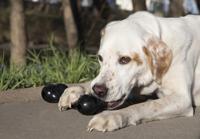 Kong Extreme Goodie Bone voor de hond Medium - thumbnail