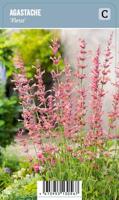 Vips Agastache Fleur - Dropnetel - thumbnail