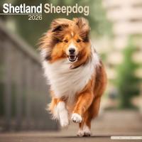 Shetland Sheepdog Calendar 2026 Square Dog Breed Wall Calendar - 16 Month - thumbnail