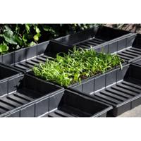 Seed tray 37,5 x 23 x 6 cm - set a 12 Accessoire Slimkweken Royal Well - Royal well - thumbnail