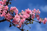 Sneeuwbal - thumbnail