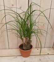 Olifantspoot 30 cm Beaucarnea klein Kamerplant recuvata gedeelde stam Warentuin Natuurlijk - Warentuin natuurlijk - thumbnail