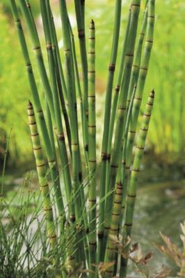 2 stuks! Equisetum japonica potmaat P9 Japanse holpijp Moerings - Moerings 2 stuks! Equisetum japonica potmaat P9 Japanse holpijp Moerings - Moerings