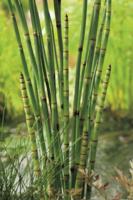 2 stuks! Equisetum japonica potmaat P9 Japanse holpijp Moerings - Moerings - thumbnail