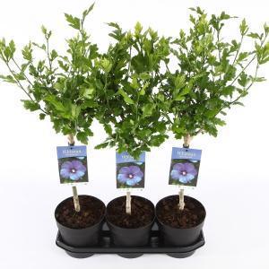 Hibiscus syriacus Oliseau Blue op stam - Stam 30 cm - 3 stuks