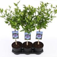 Hibiscus syriacus Oliseau Blue op stam - Stam 30 cm - 3 stuks - thumbnail