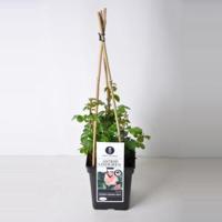 Tros klimroos (rosa "Astrid Lindgren"®) - thumbnail