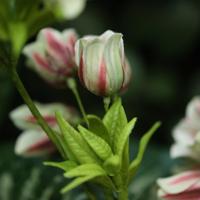 Enkianthus 80cm Kunsttak Groen Rood - thumbnail