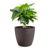 Pottenset Elho Plastic Cirkelvormig 3 Onderdelen - thumbnail