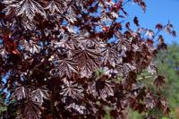 Rode bolesdoorn op stam - thumbnail