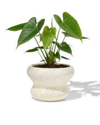 HEMA Bloempot ⌀13x9cm keramiek blob spikkel wit (wit)