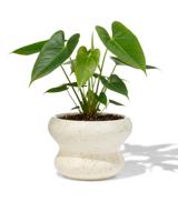 HEMA Bloempot ⌀13x9cm keramiek blob spikkel wit (wit) - thumbnail