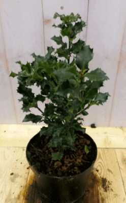 Hulst groen 30 cm Ilex Warentuin Natuurlijk - Warentuin natuurlijk