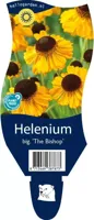 Helenium bigelovii The Bishop vaste plant Griffioen - Griffioen - thumbnail