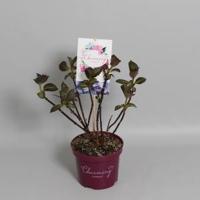 Hydrangea Macrophylla "Charming® Sophia Blue"® boerenhortensia - 25-30 cm - 1 stuks - thumbnail