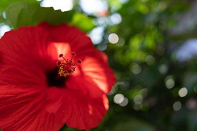Tamron 24mm F/2.8 OSD 1/2 Macro Sony FE - thumbnail