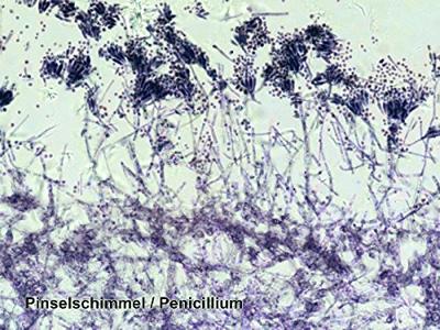 BRESSER Microscoop preparaten 50 stuks - Biologie